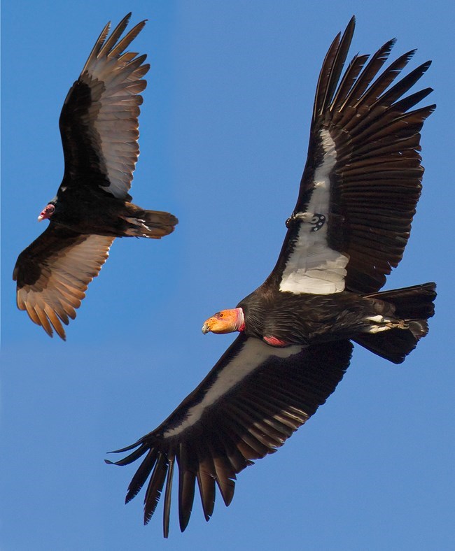 Two birds in flight. A turkey vulture is to the left, a larger California Condor is to the right. The condor has a GPS tracking device.