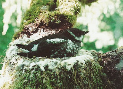 Small black-and-white bird sitting in a mossy nest on a wide tree limb.