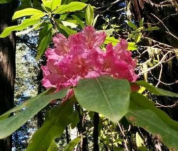 A blooming Rhododendrom