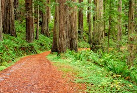 Cal-Barrel Road and coast redwoods