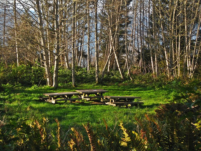 Three picnic tables and alder trees