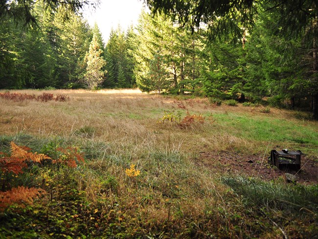Grassy meadow with trees and a fire pit.