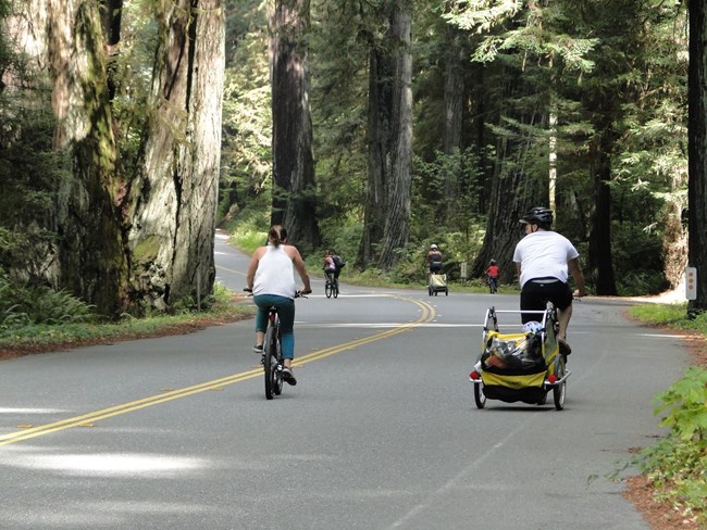 A family rides bikes under redwoods