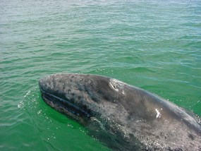 Gray whale calf swimming.