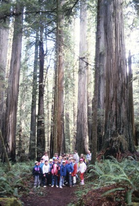 Kids in the redwoods!
