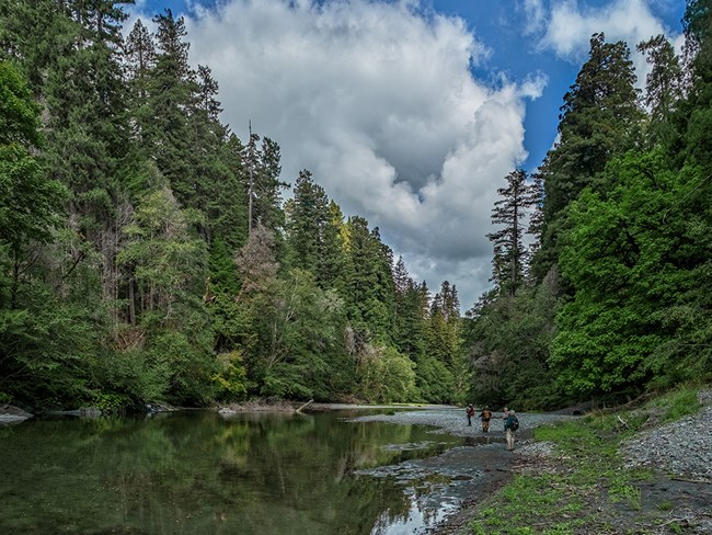 A smooth flowing creek runs between banks of tall trees. Three hikers are walking on gravel.