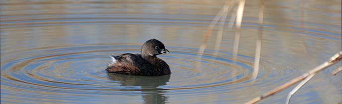 Least Grebe