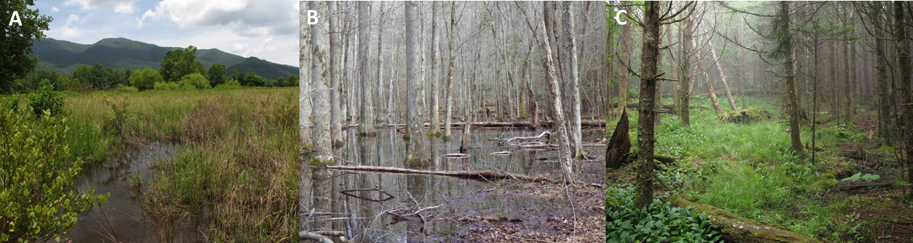 Wetland communities in the park
