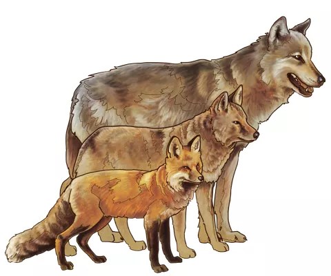 Canid comparison (wolf in back, coyote in middle, fox in front)