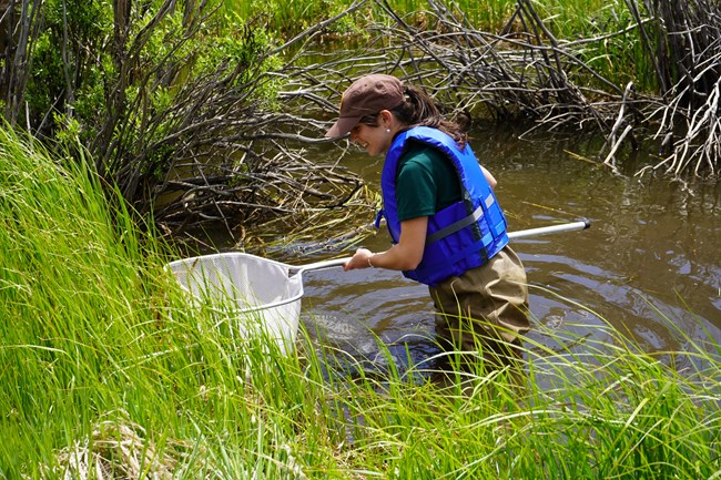 intern looking for dragonfly larvae with net in Holzworth pond