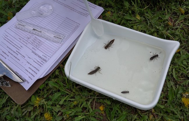 dragonfly larvae on dish