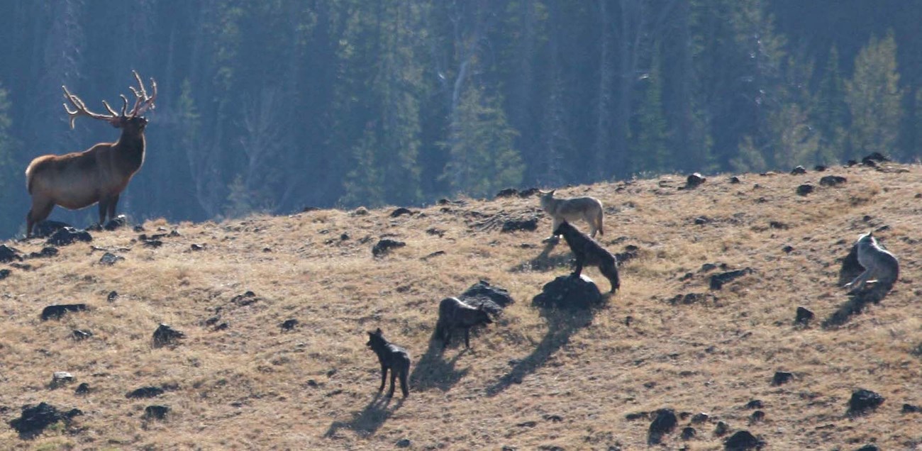 elk and wolves stand off