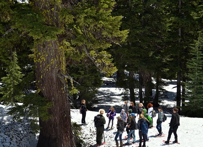 Students gather around a hue tree in a snowy forest.