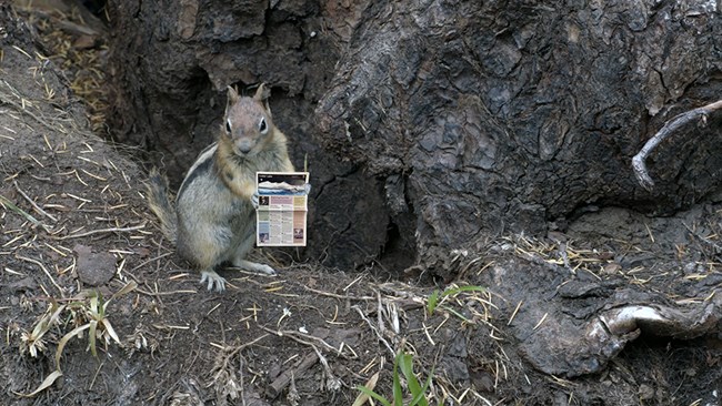 A squirrel holds the park newspaper.