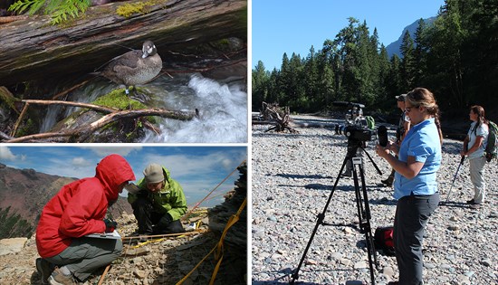 Collage of researchers; harlequin duck stands on rock, staff study plant plots, and videographer films harlequin ducks.