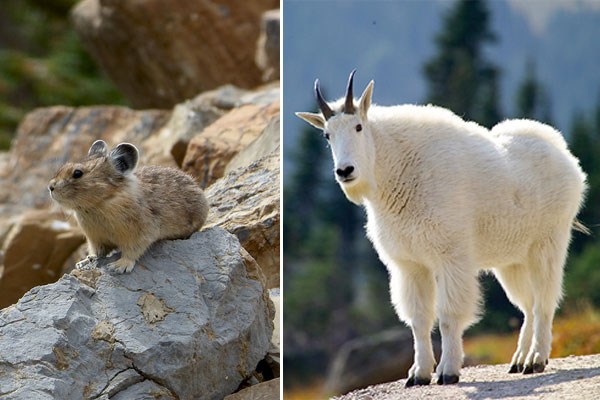 Collage shows a pika sitting on a rock and a mountain goat standing in the sunlight.