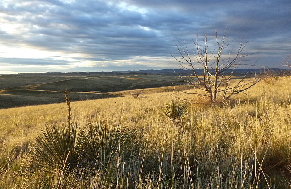 Rolling hills of grass with yucca and juniper as far as the eye can see