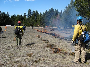 Firefighters work in field with ground lines of controlled burn