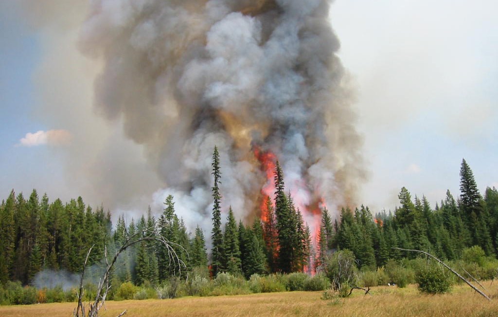 Wildland Fire Ecology Resource Brief (U.S. National Park Service)