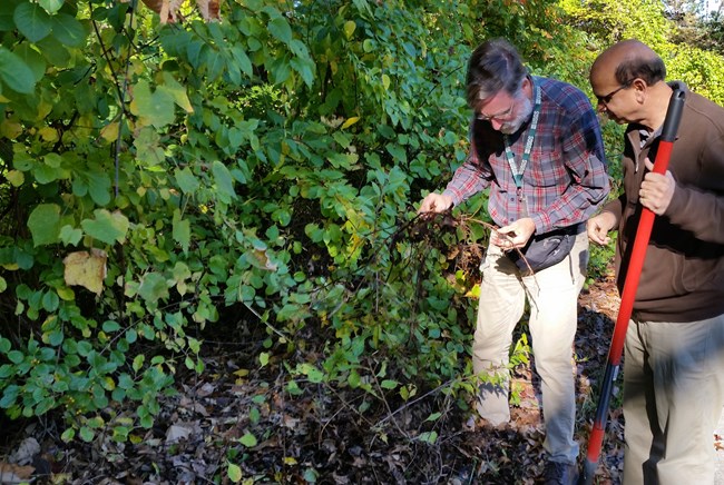 Two scientists examine the root system of an oriental bittersweet vine.