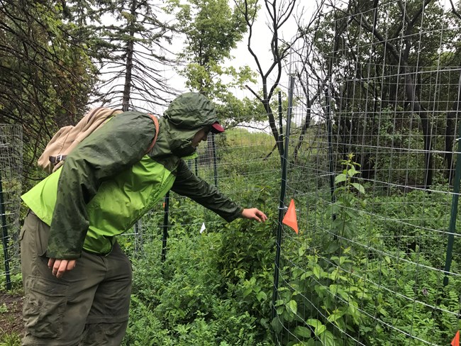 A man bends down and looks through a wire fence to examine a forest mesocosm study plot.