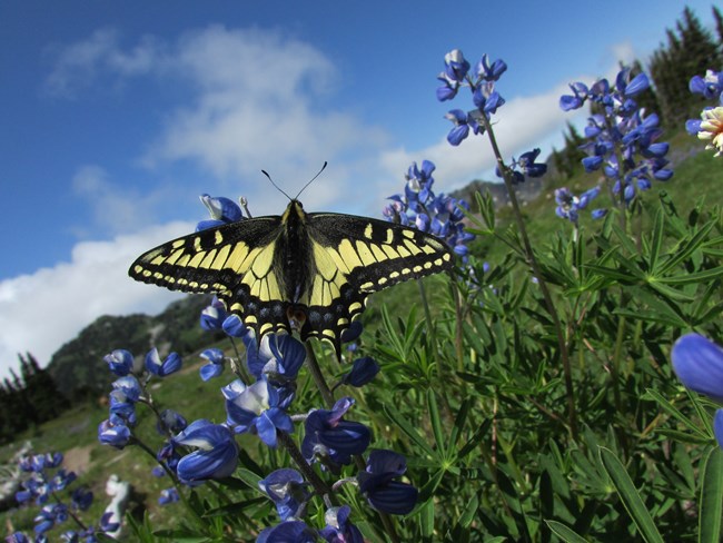An Anise Swallowtail butterfly rests on a Lupine.
