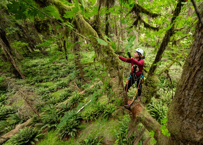 A person in a climbing helmet and harness stands in the canopy of an old-growth tree far over a fern-covered forest floor