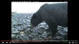 Still-frame of a video; a bear on a cobble beach.