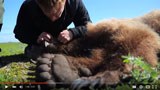 Still-frame of a video; a person crouches over a brown bear lying in green grass.