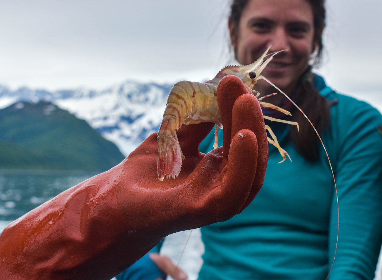 An orange gloved hand holds up a shrimp-like organism in front of a person on a boat.