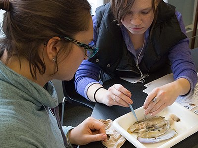 Two people sit at a table and dissect a clam.