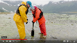 Still-frame of a video; two people in bright orange and yellow outerwear dig clams in the intertidal zone.