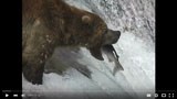 Still-frame of a video; a brown bear catches a fish in a river.