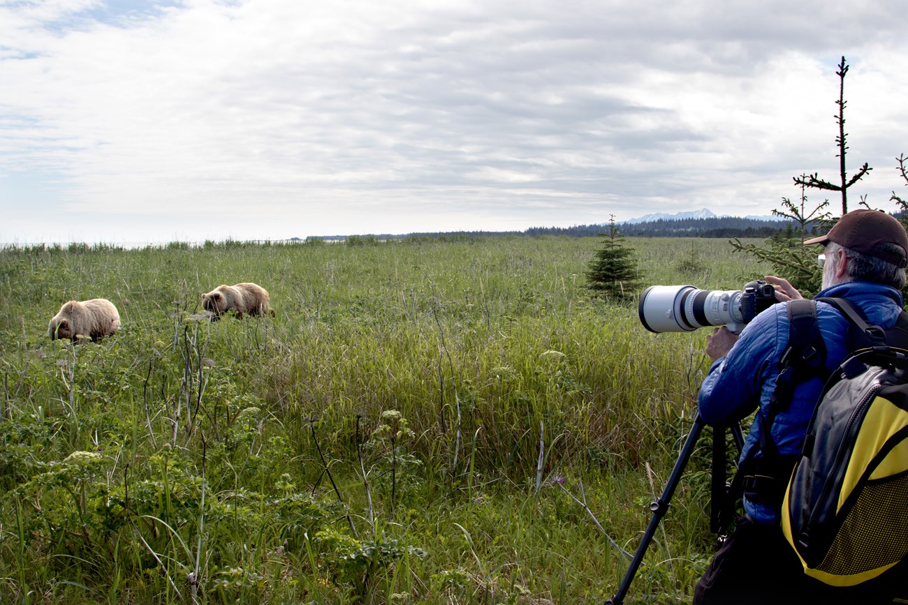 Two brown bears walk through a green field; a person stands behind a white camera on a tripod a good distance away.