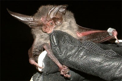 Rafineque's Big-eared Bat