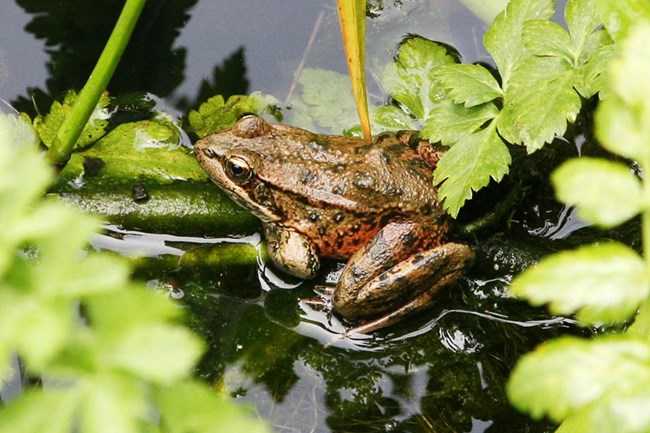 Large brown frog with red below its hind legs, sitting on vegetation in a pond