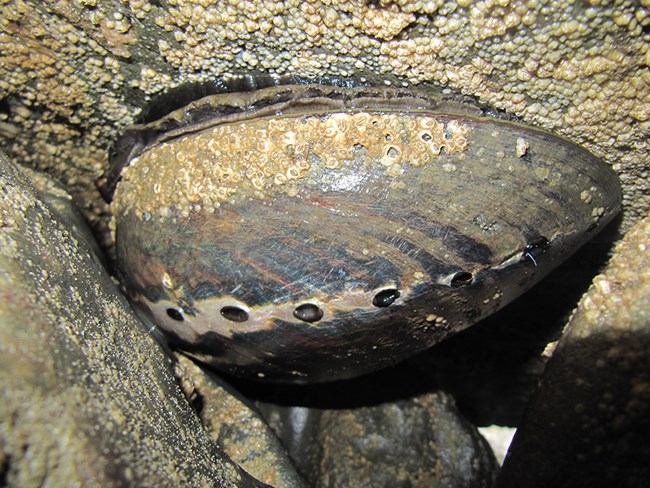 Black abalone.