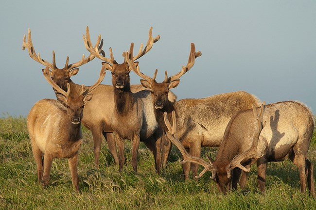 Herd of Tule Elk at Point Reyes National Seashore.