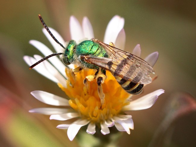 Close up of green sweat bee.