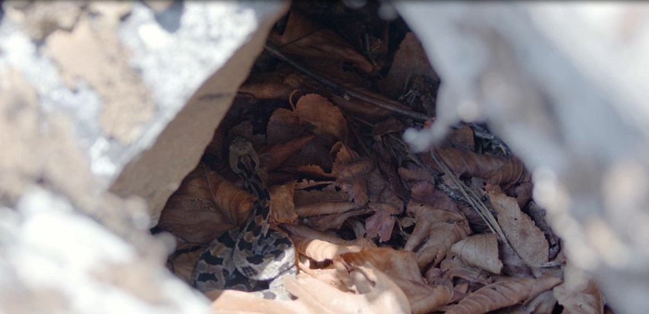Timber rattlesnake slithering through leaves under a covering at Catoctin Mountain Park