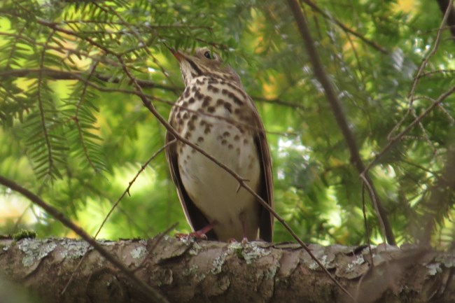 Wood thrush bird in a tree