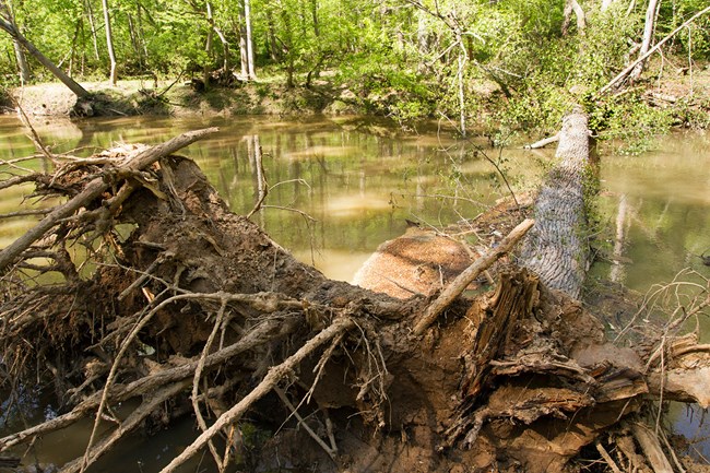 A fallen tree across the creek. The large roots are unearthed and the trunk blocks water from flowing down the creek.