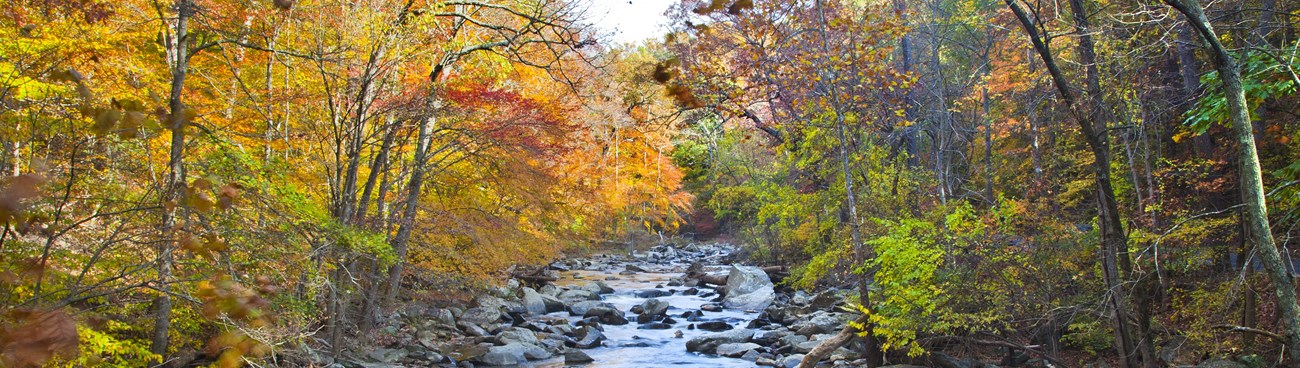 A rocky creek is lined by trees with fall foliage.