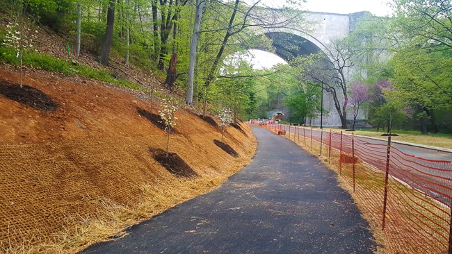 Sapling trees next to resurfaced multi-use trail next to road in Rock Creek Park