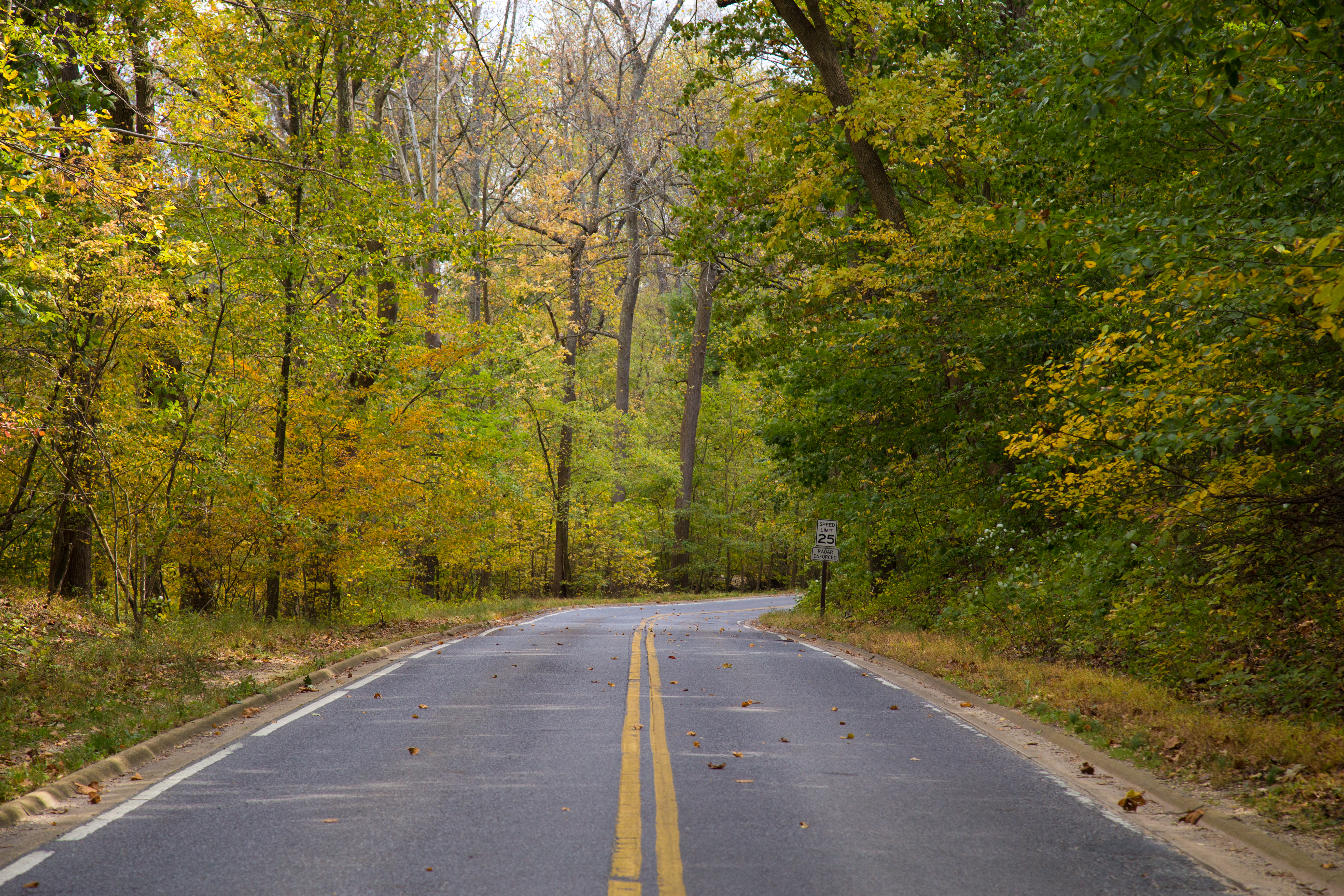 a 2-lane road through a forest during the fall