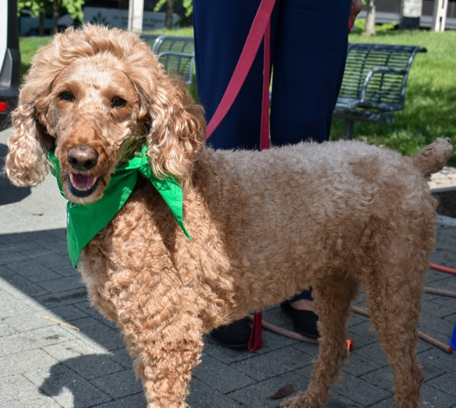 a dog in a green bandana, looking at the camera