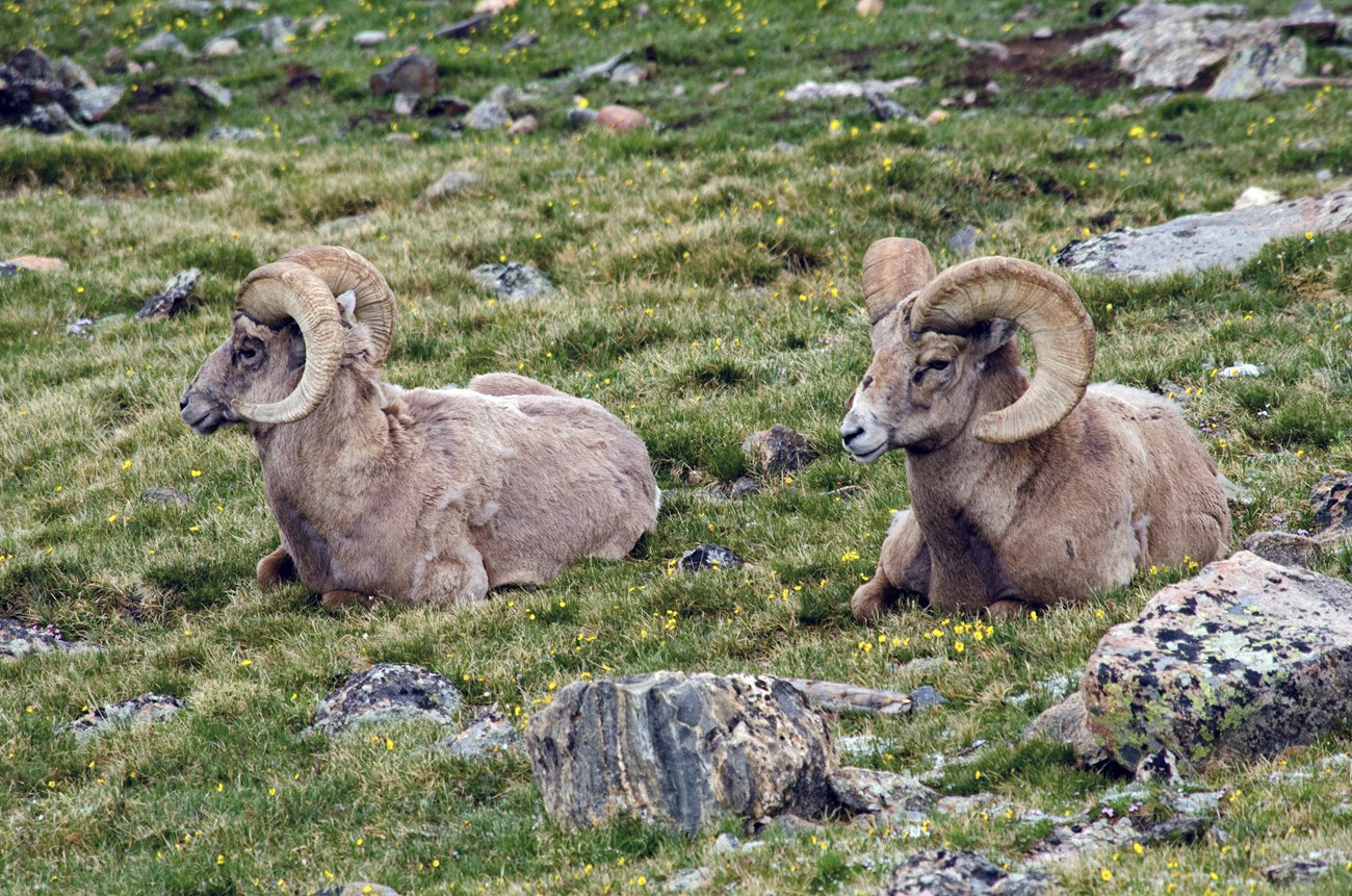 Two Bighorn sheep rams are laying down on tundra