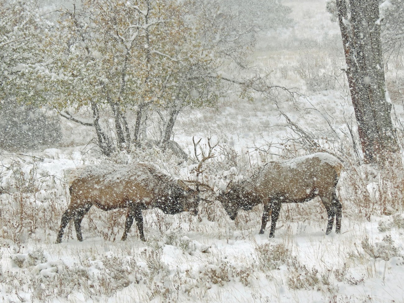 Bull elk sparring in snowstorm