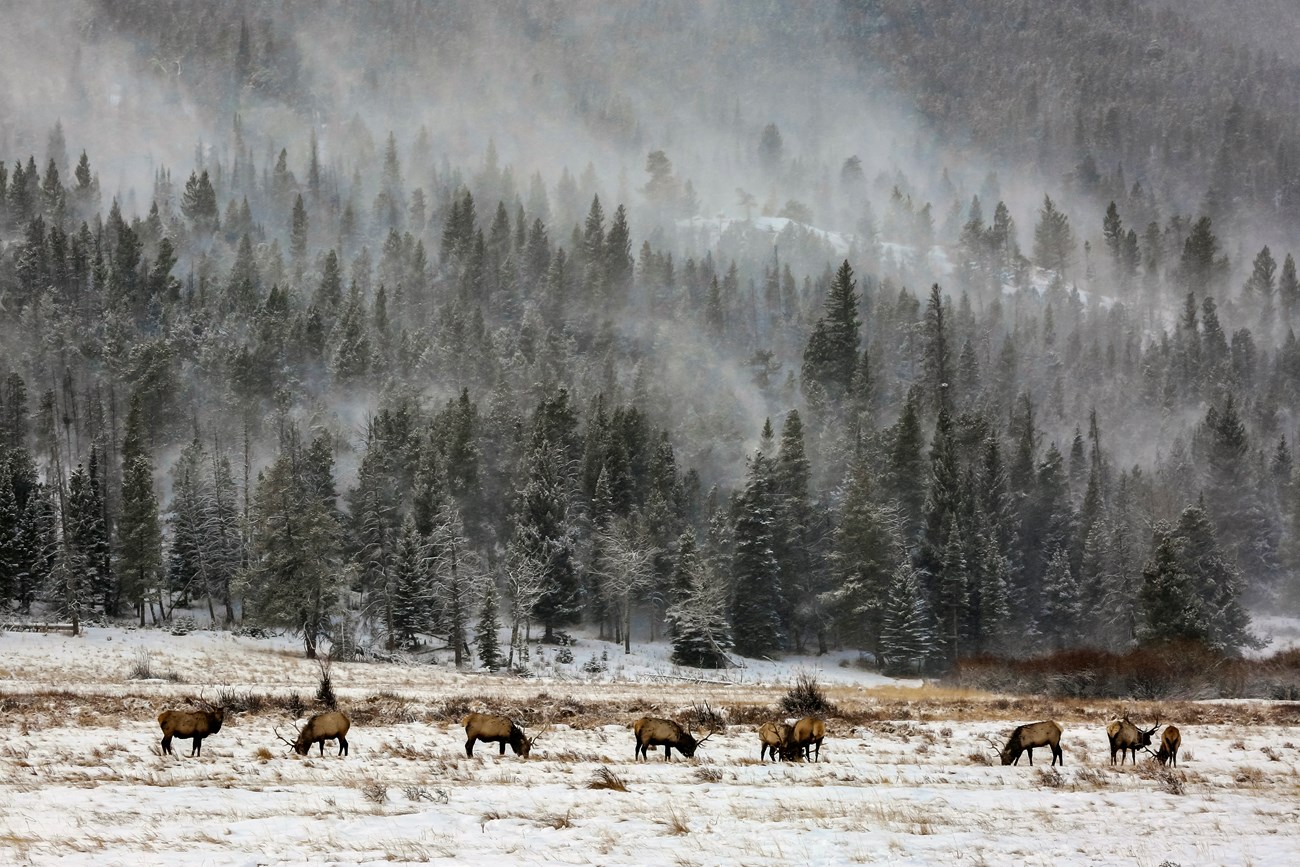 Bull elk are grazing in Horseshoe Park in winter