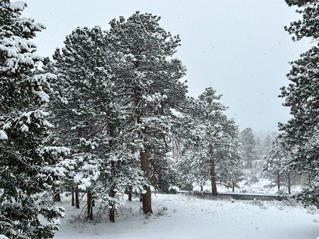 Snow on pine trees near Beaver Meadows Visitor Center. The ground is covered with several inches of new snow